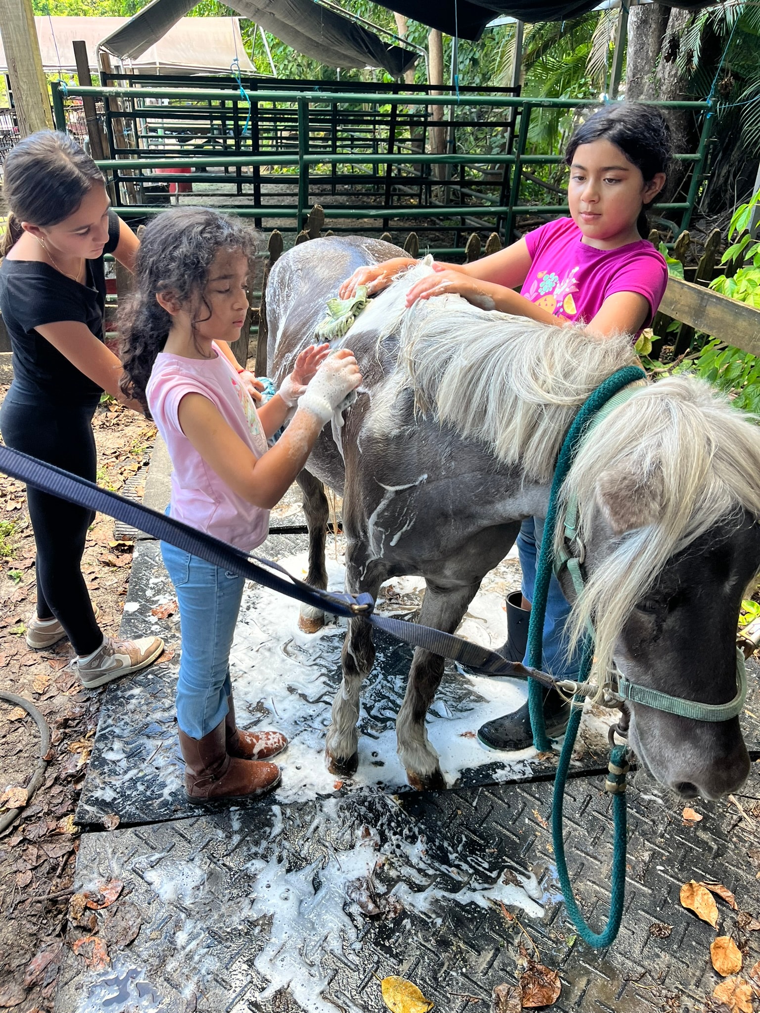 Child riding a white horse on a trail